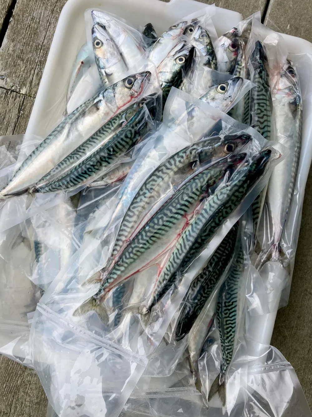 atlantic mackerel fishing lures 7" GREEN-BACK TROLLING LURE California Flyer Co duty jig hook that will hold up to the largest and hardest fighting fish out there. Westin Swim SW (Salt Water)
