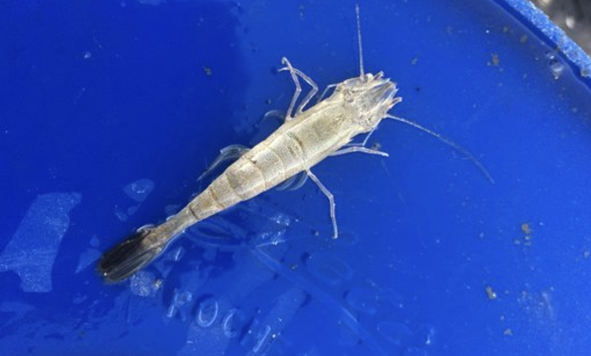 Frozen Bait Sand Shrimp