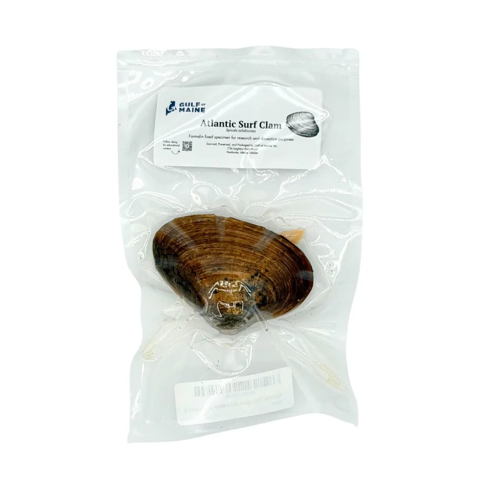 Preserved Surf Clam (Spisula solidissima) – Marine Specimen