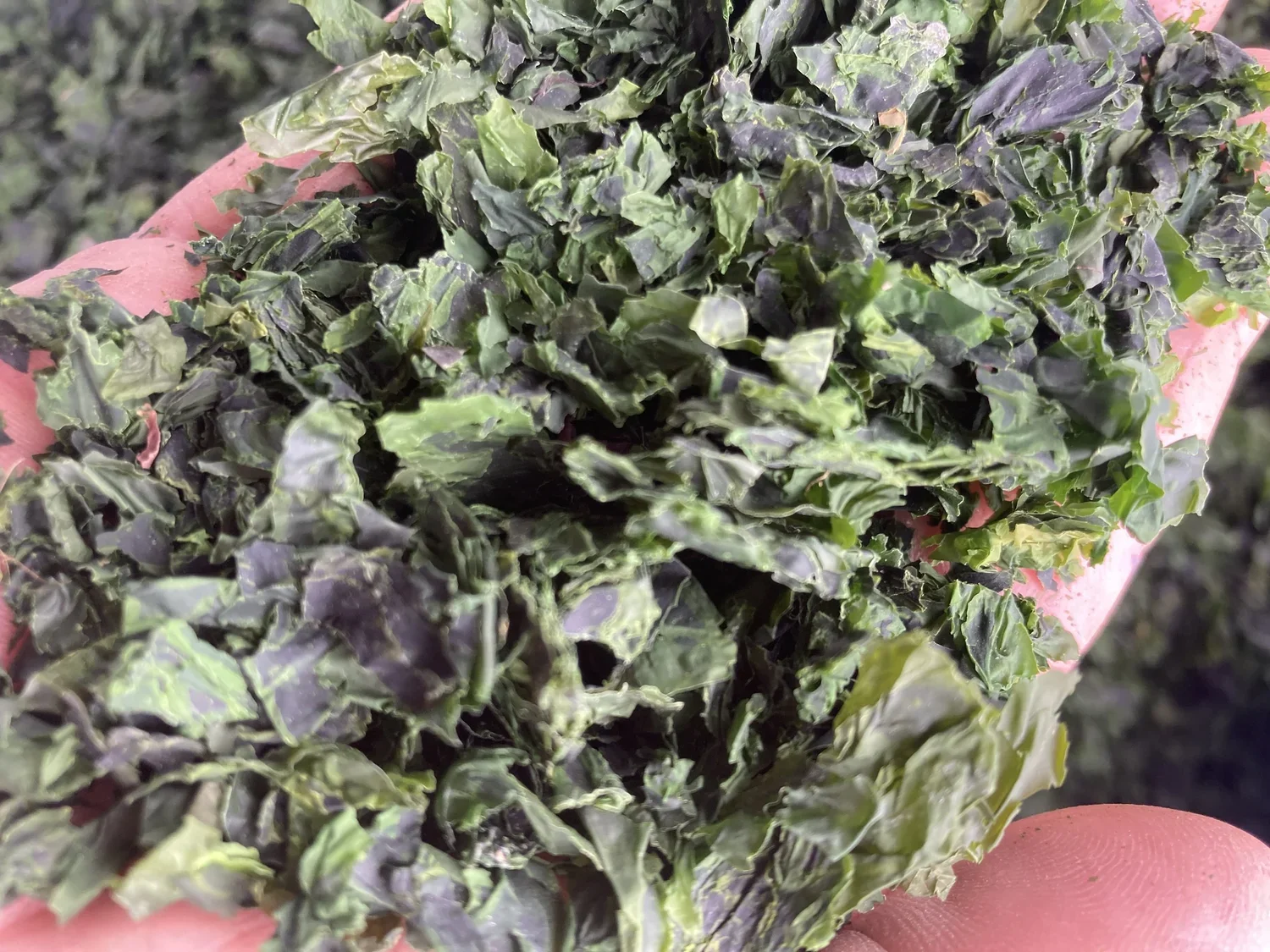 sea lettuce, Ulva lactuca, green laver