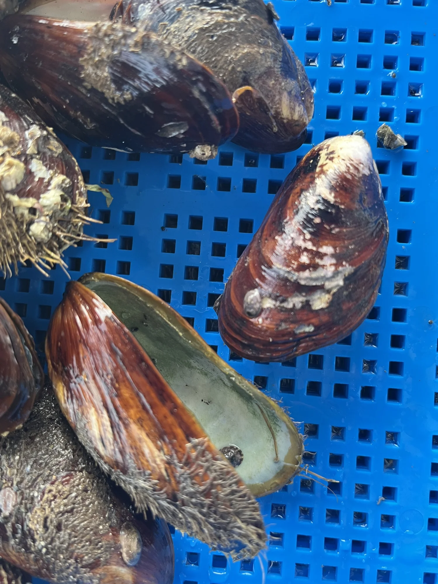 Sea Urchin Shells | Real Sun-Bleached Seashells for Crafts & Décor ...