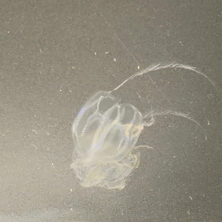 Atlantic+seaweeds+%287%29.png