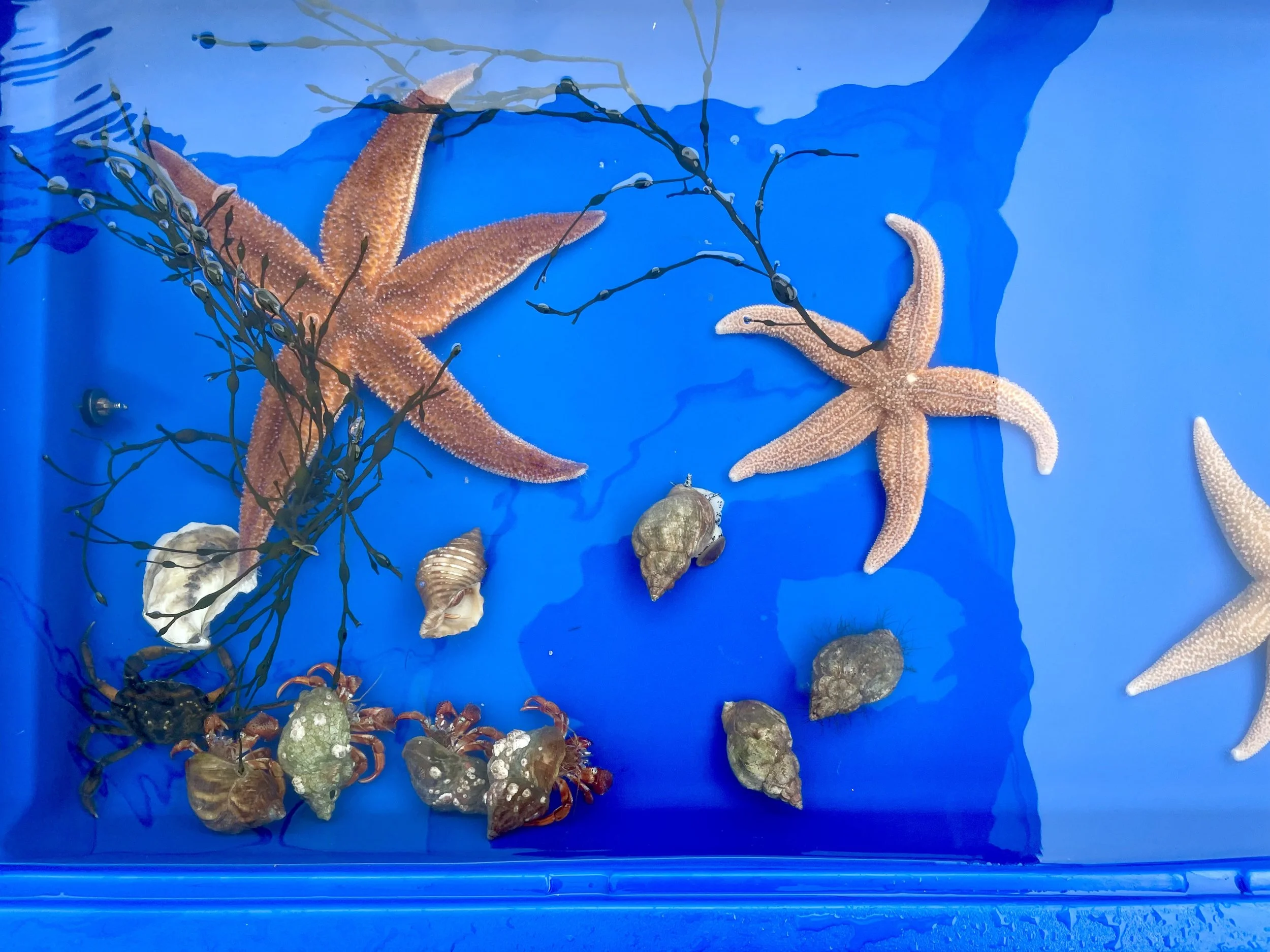 Northern sea stars in a tidepool environment in the Gulf of Maine