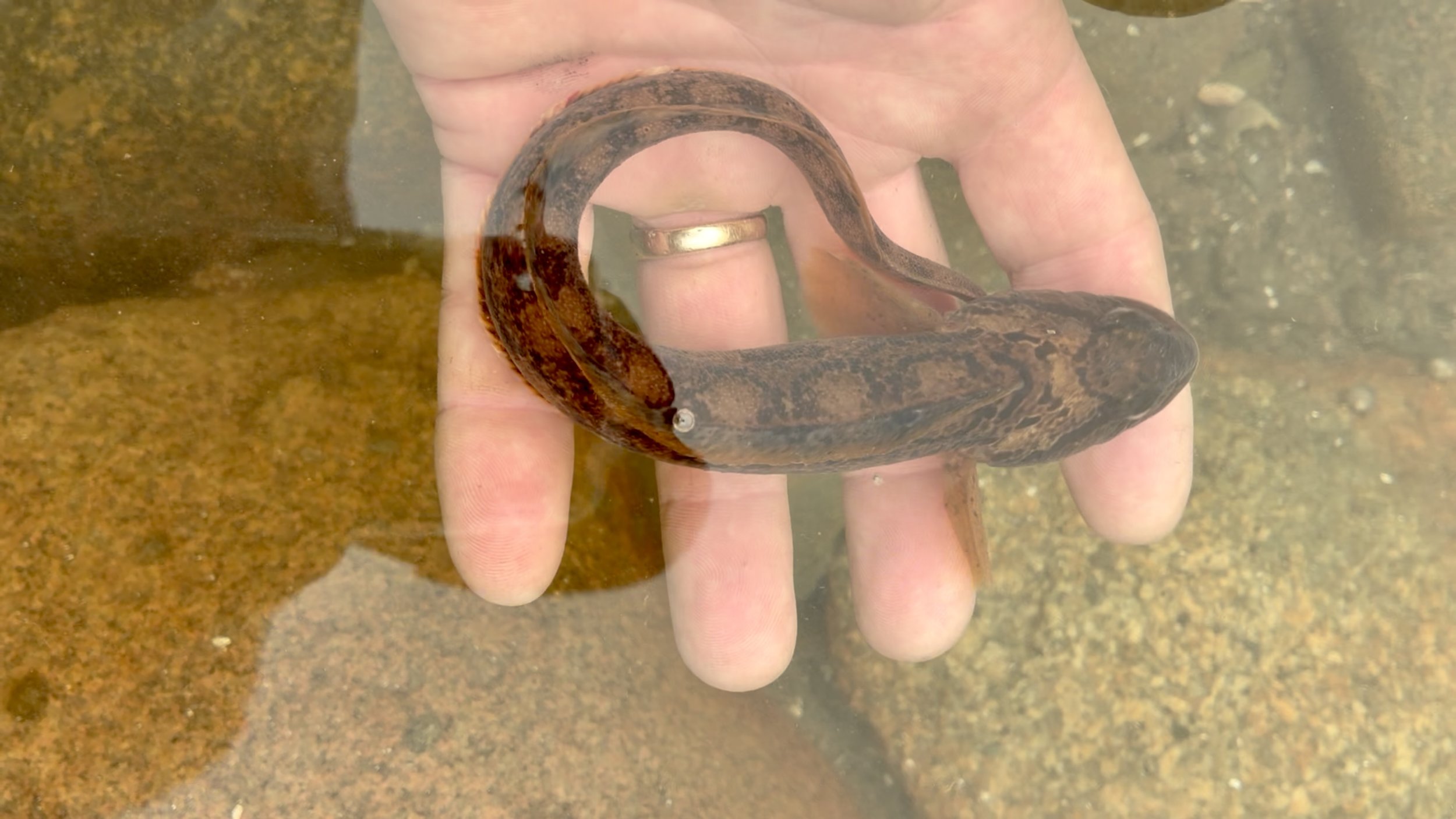 Ocean pout resting in the palm of a hand underwater in a rocky Maine tidepool.