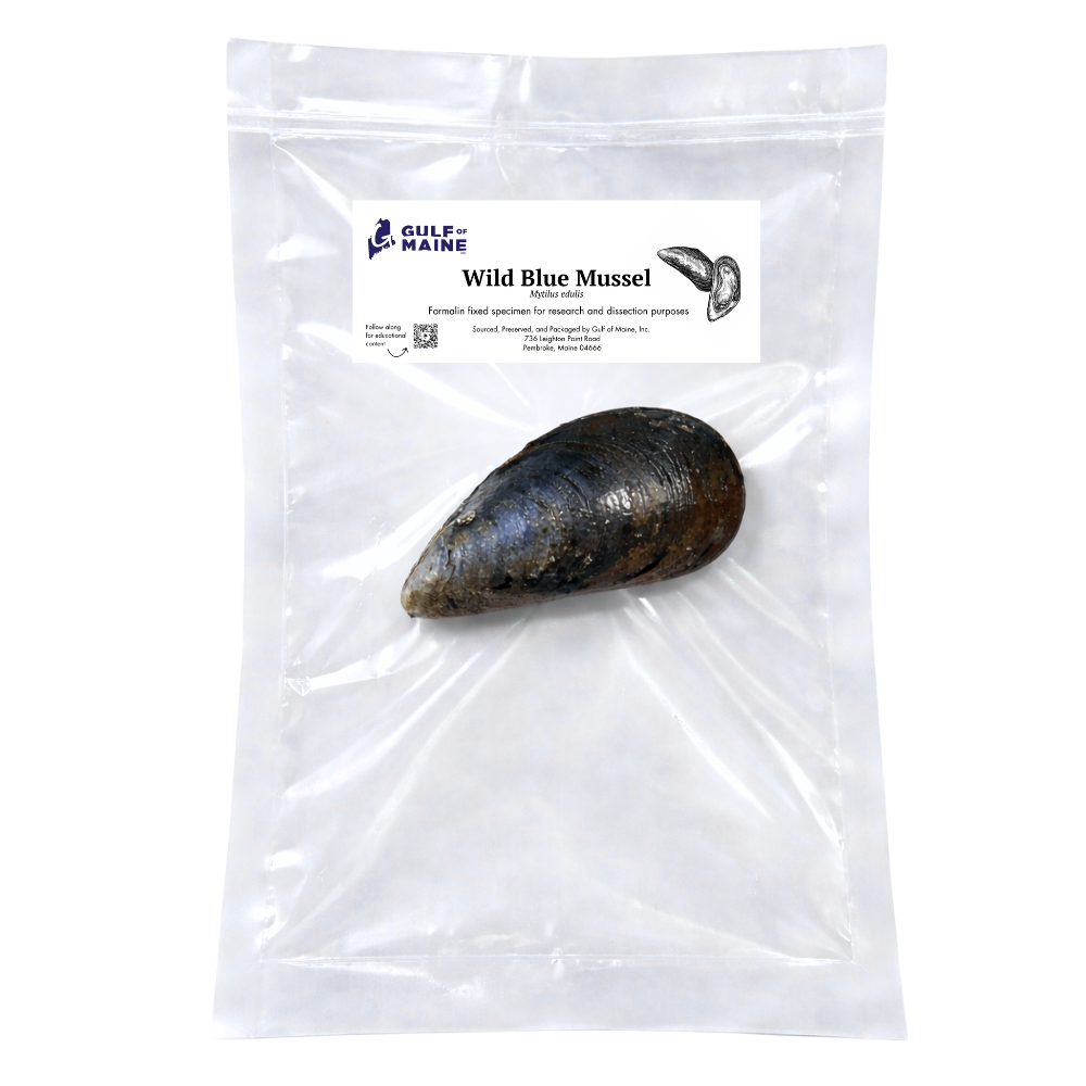 Preserved Wild Blue Mussel (Mytilus edulis) – Marine Specimen