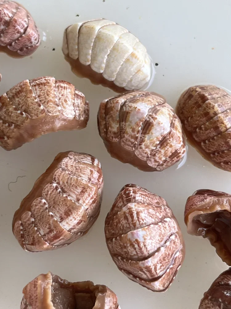 Chiton shell cradle close-up