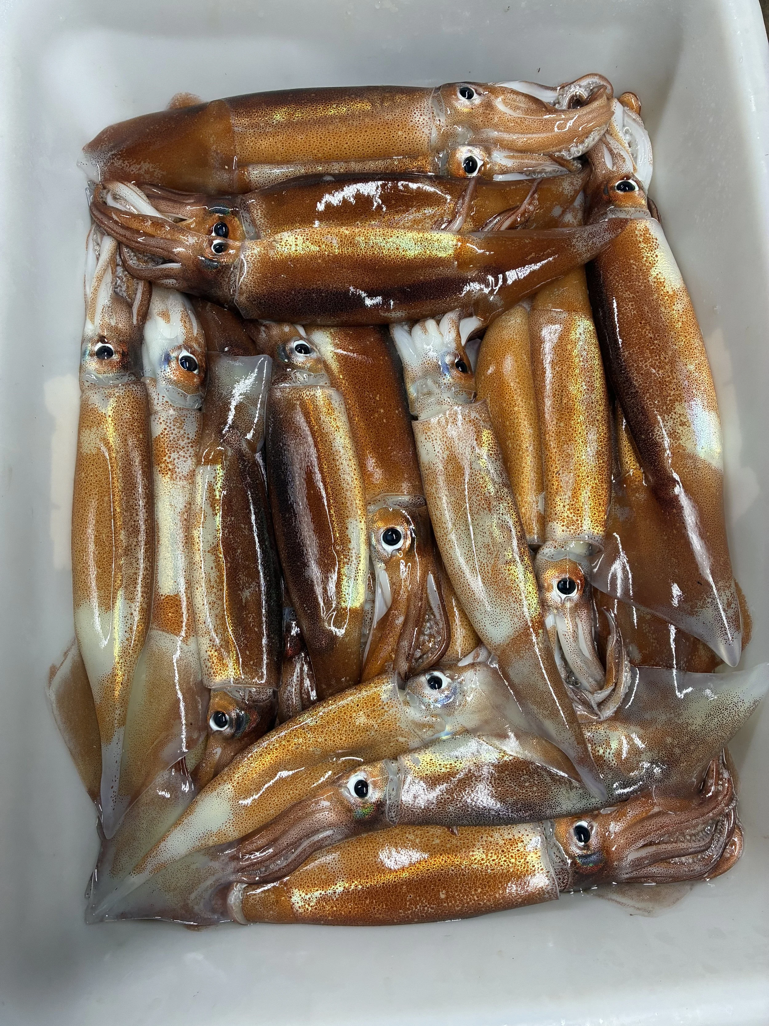 Northern Squid (Loligo pealei) Frozen