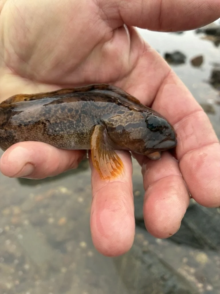 Close-up of an ocean pout showing its broad head, thick lips, and orange pectoral fin.