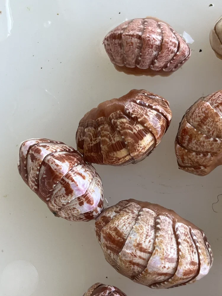 Dried chiton shell cradles for study