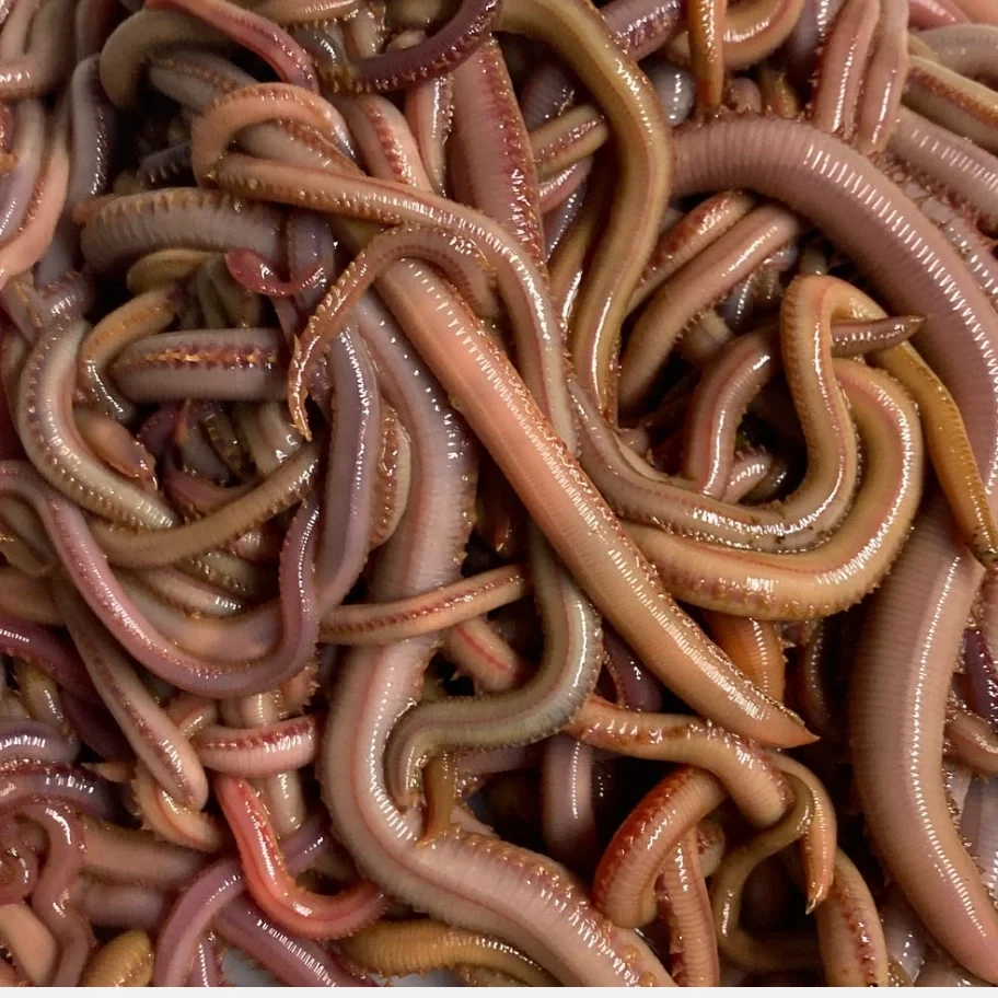 Live+jumbo+bloodworms+for+fishing+bait.webp