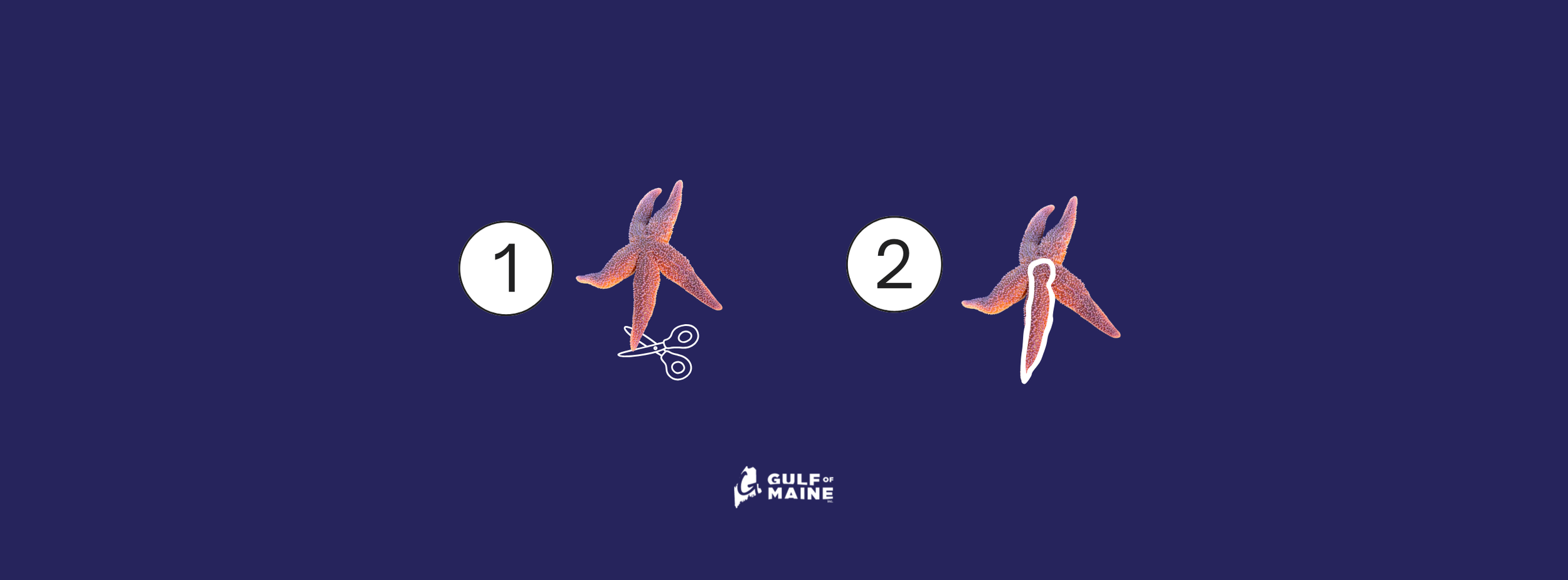Step-by-step diagram showing how to open a Northern sea star for dissection