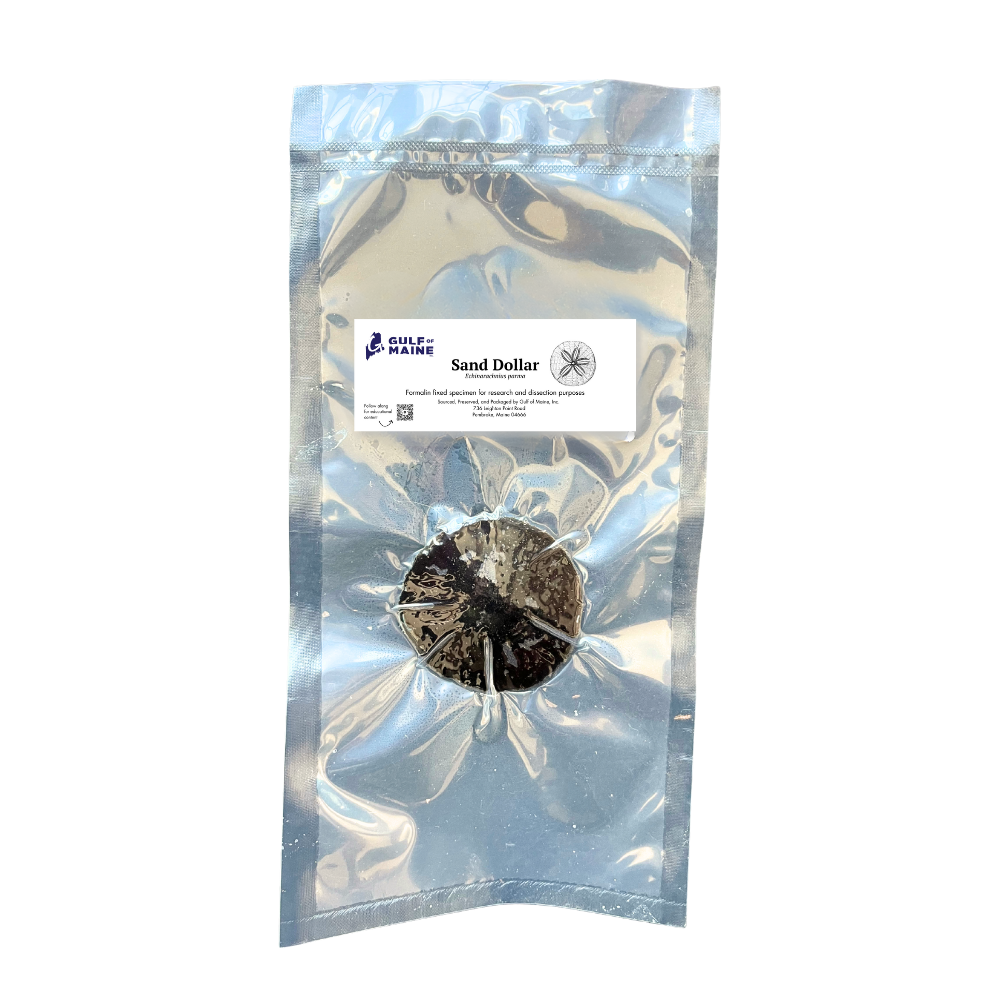 Preserved Sand Dollar (Echinarachnius parma) – Marine Invertebrate Specimen vac sealed bag