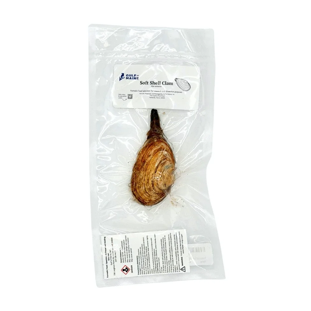 Preserved Soft-Shell Clam (Mya arenaria) – Marine Invertebrate Specimen