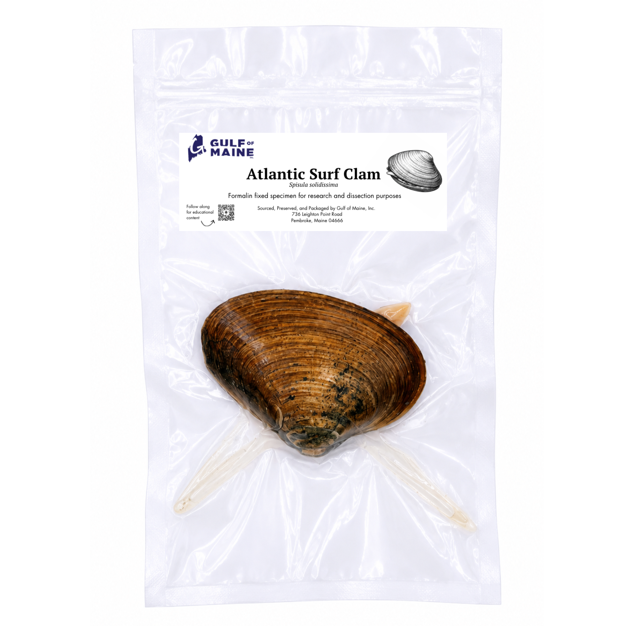 Preserved Surf Clam (Spisula solidissima) – Marine Specimen