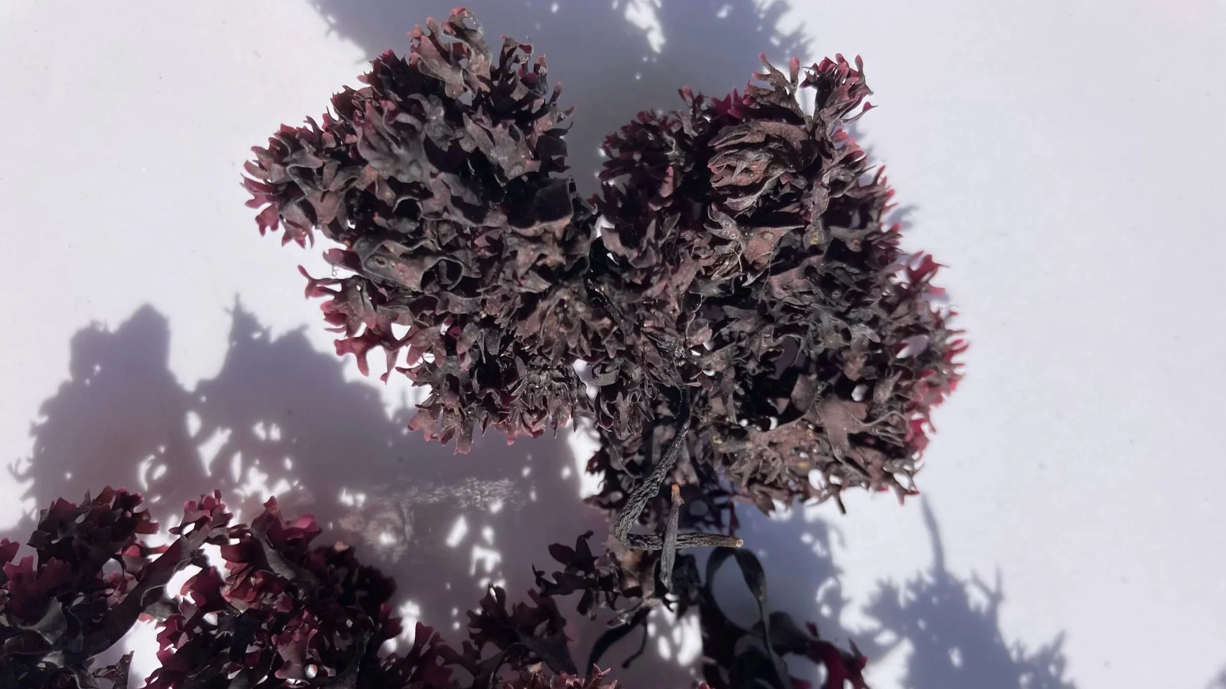 Wild harvested dried Irish moss (Chondrus crispus) from the Gulf of Maine spread out in whole leaf form