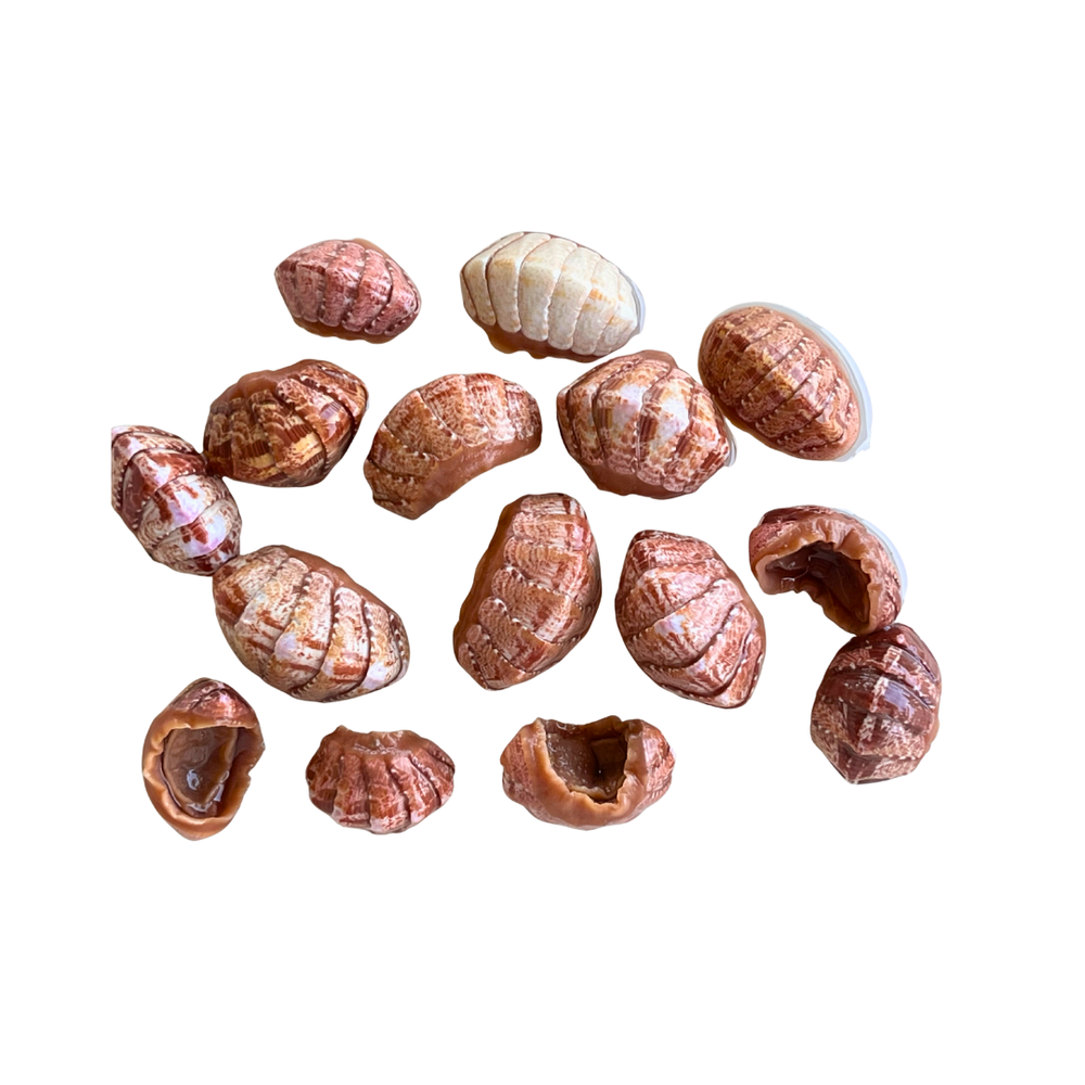 Preserved chiton shell cradles