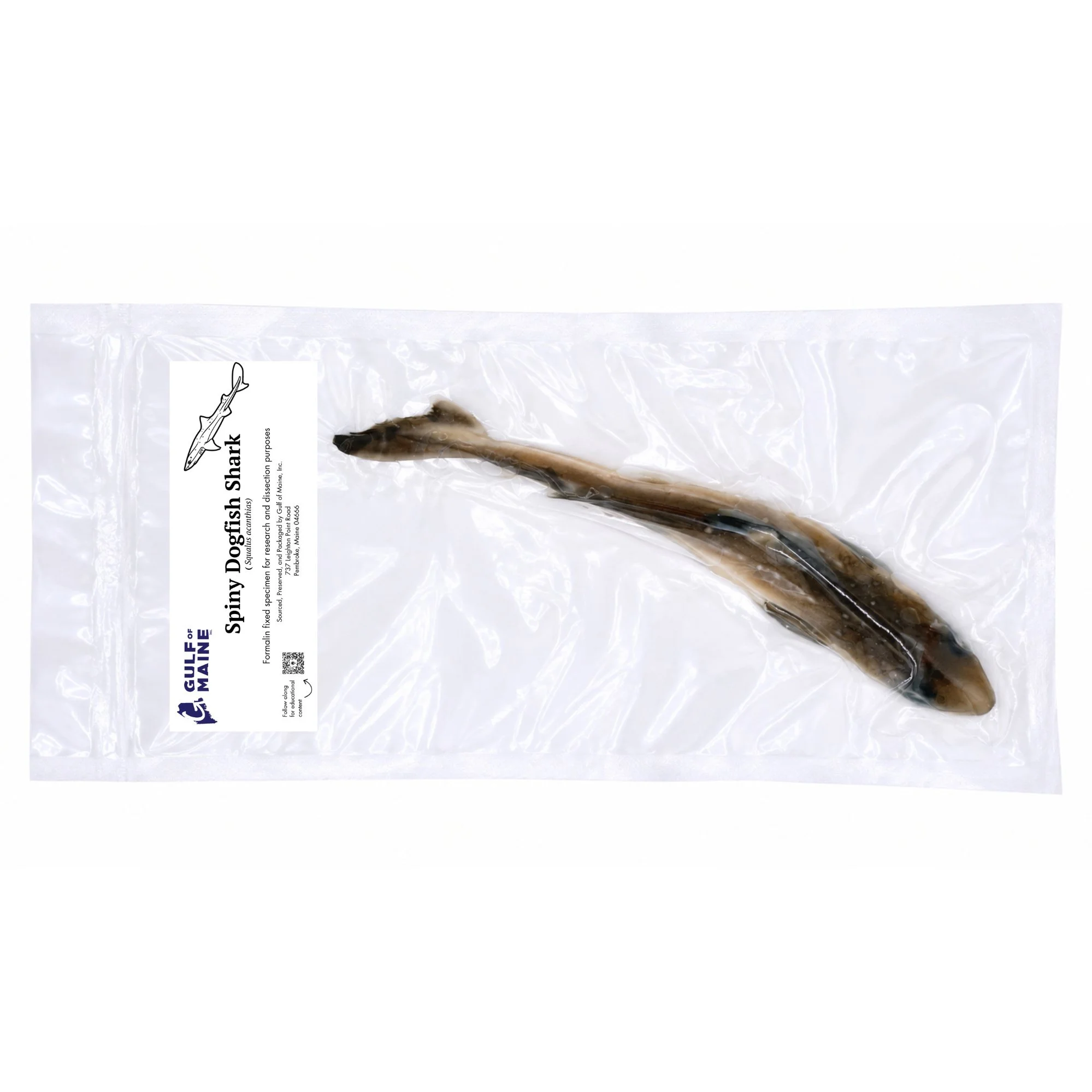Preserved spiny dogfish shark specimen vacuum-sealed for classroom biology study and dissection.