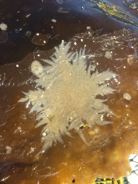 Mixed marine bryozoa species