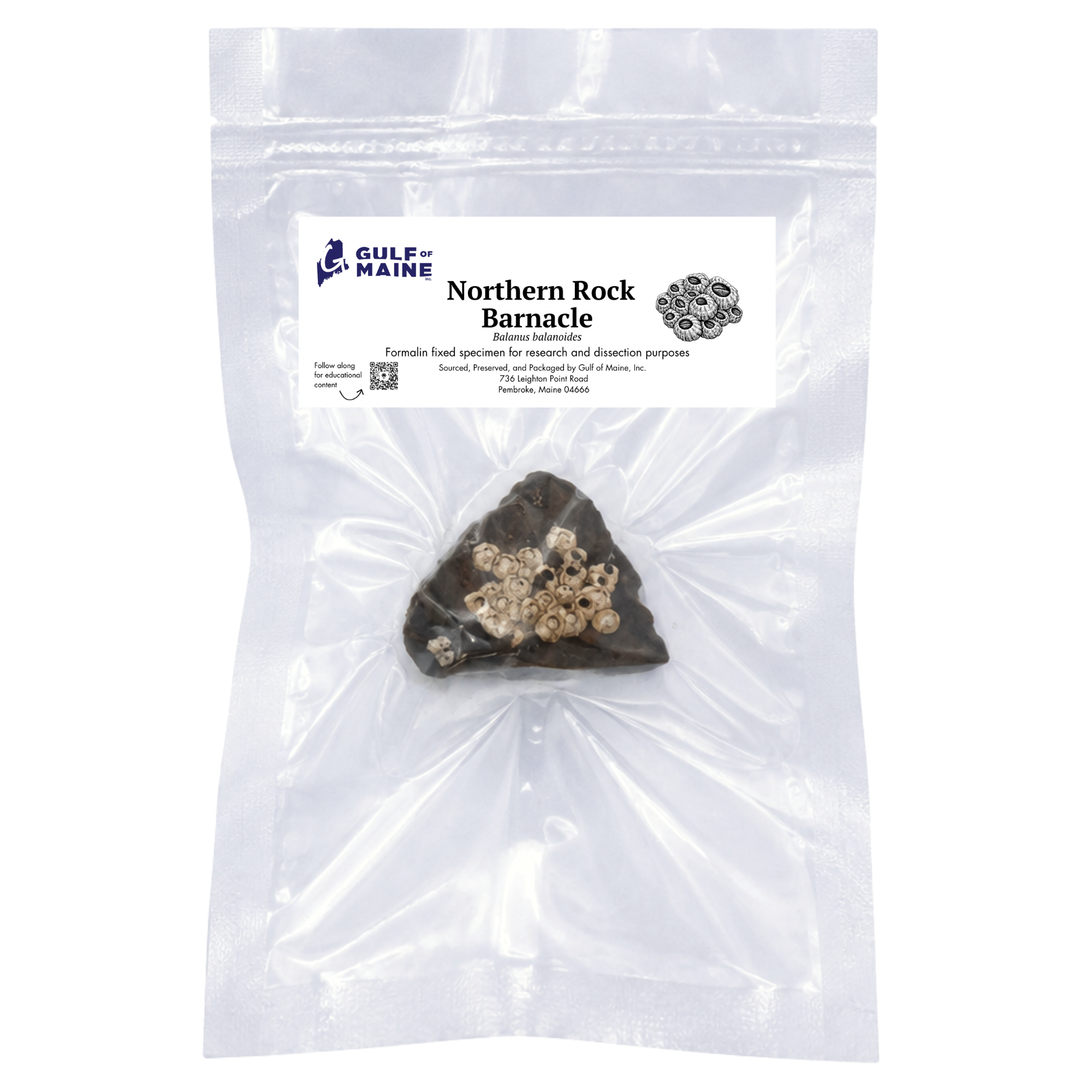 Preserved Northern Rock Barnacle Cluster – Marine Specimen