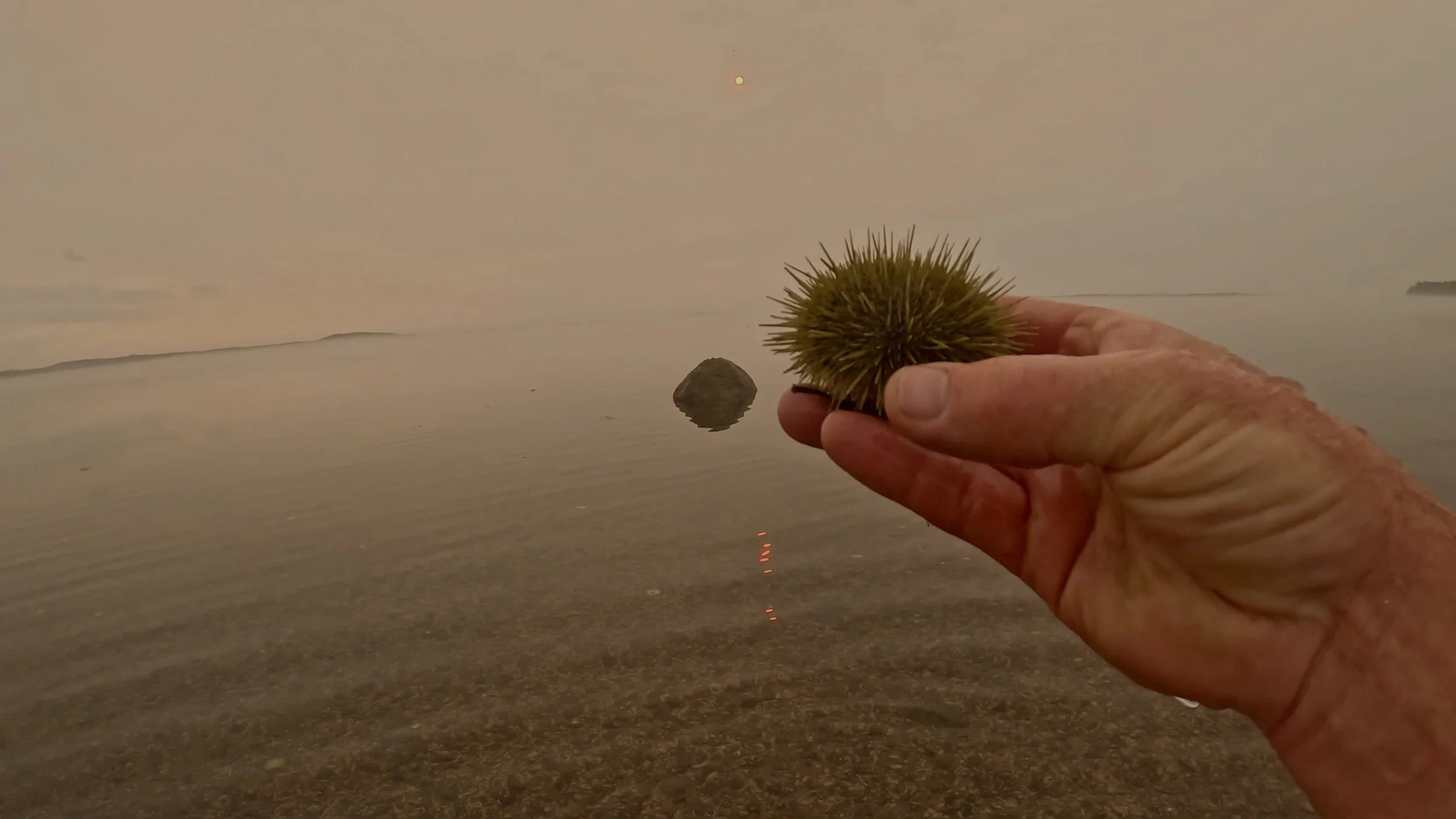Green sea urchin held above shallow coastal water during an early morning low tide.