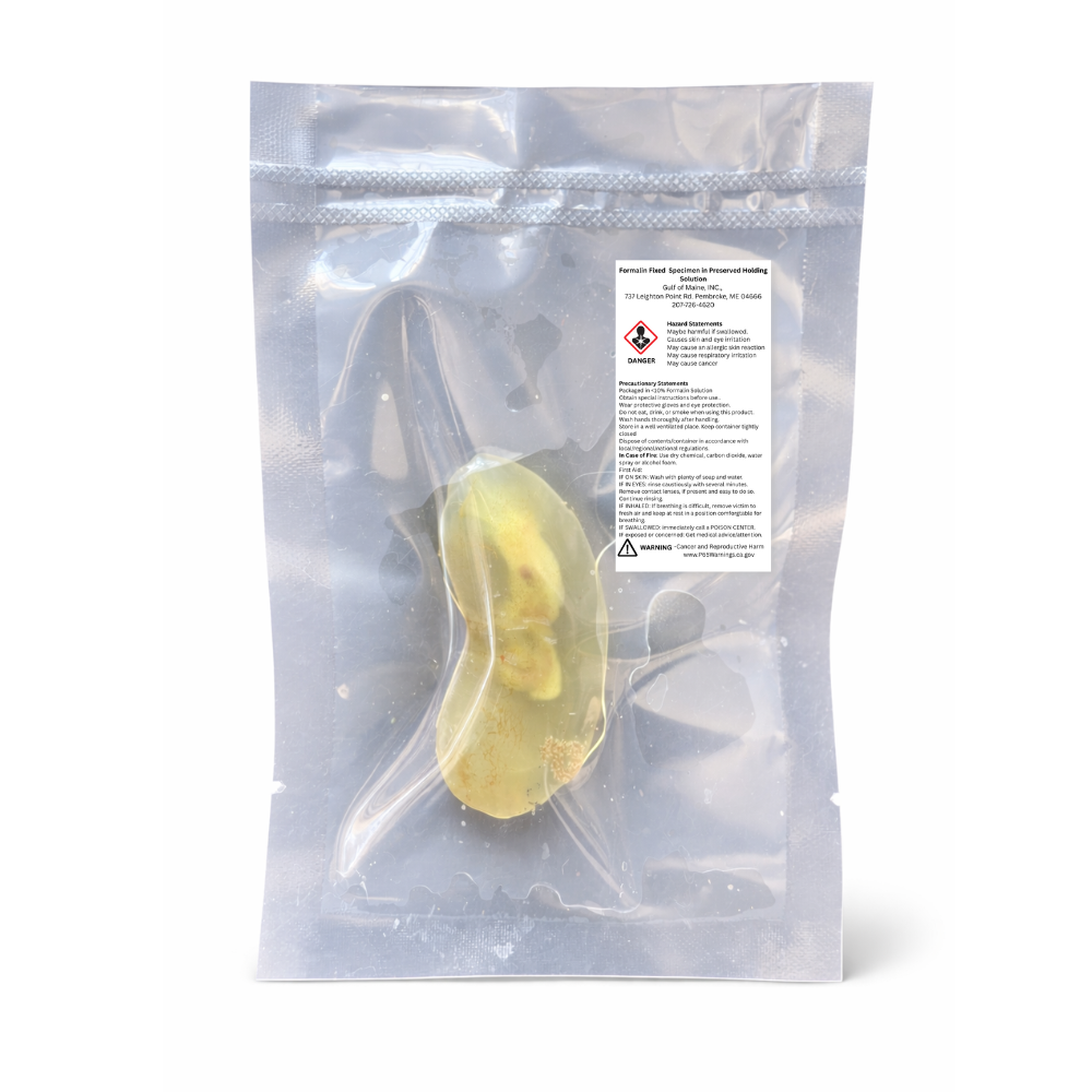 Preserved Sea Vase (Ciona intestinalis) – Marine Invertebrate Specimen vac sealed in bag