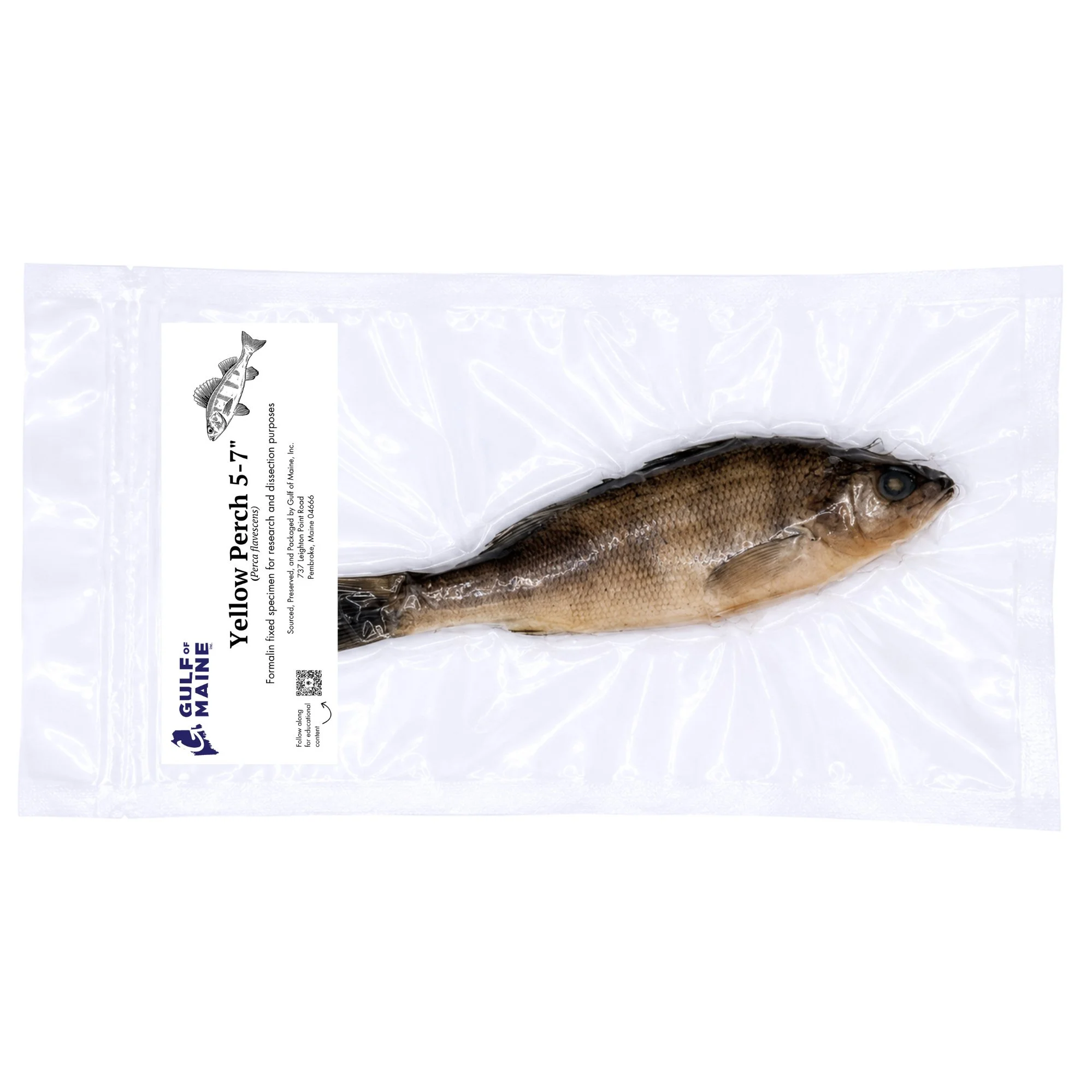 Preserved yellow perch specimen vacuum-sealed for classroom biology study and dissection.