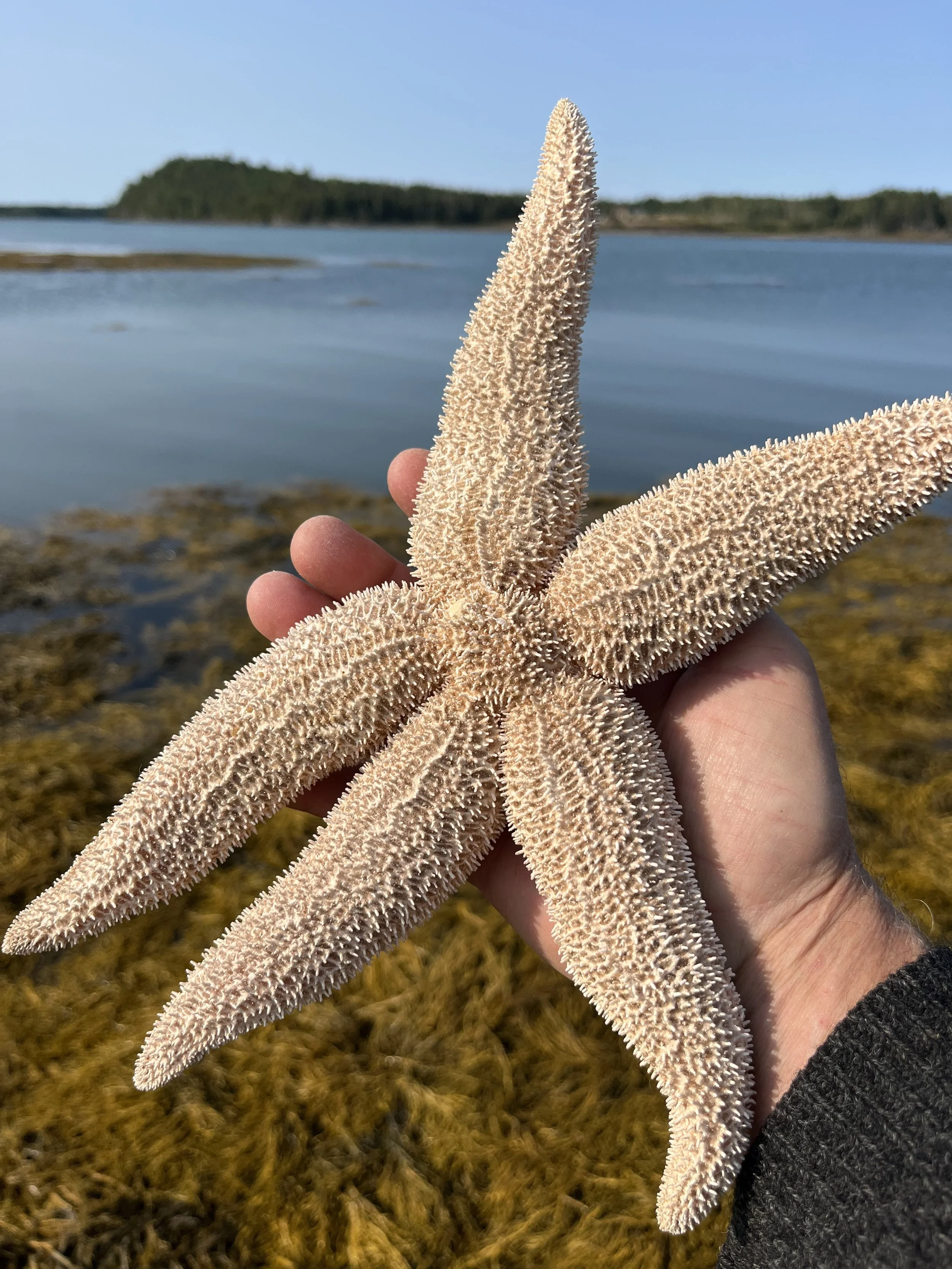 Dried Northern sea star held by hand along the rocky coast of Maine.