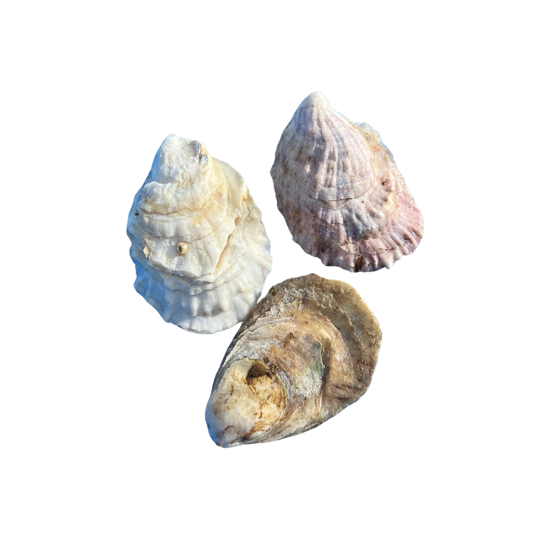 Oyster Shells