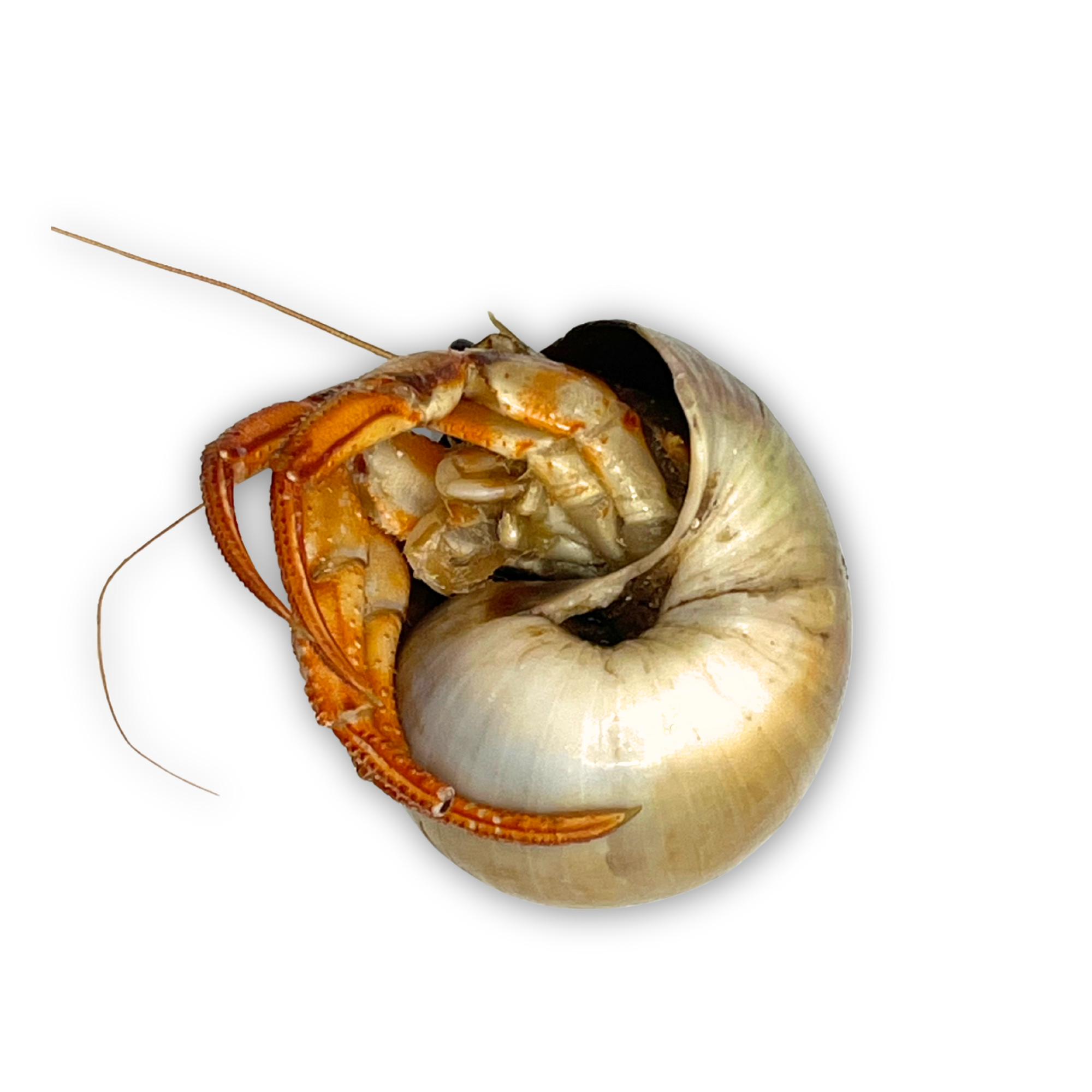 Preserved Acadian Hermit Crab (Pagurus acadianus) – Marine Invertebrate Specimen