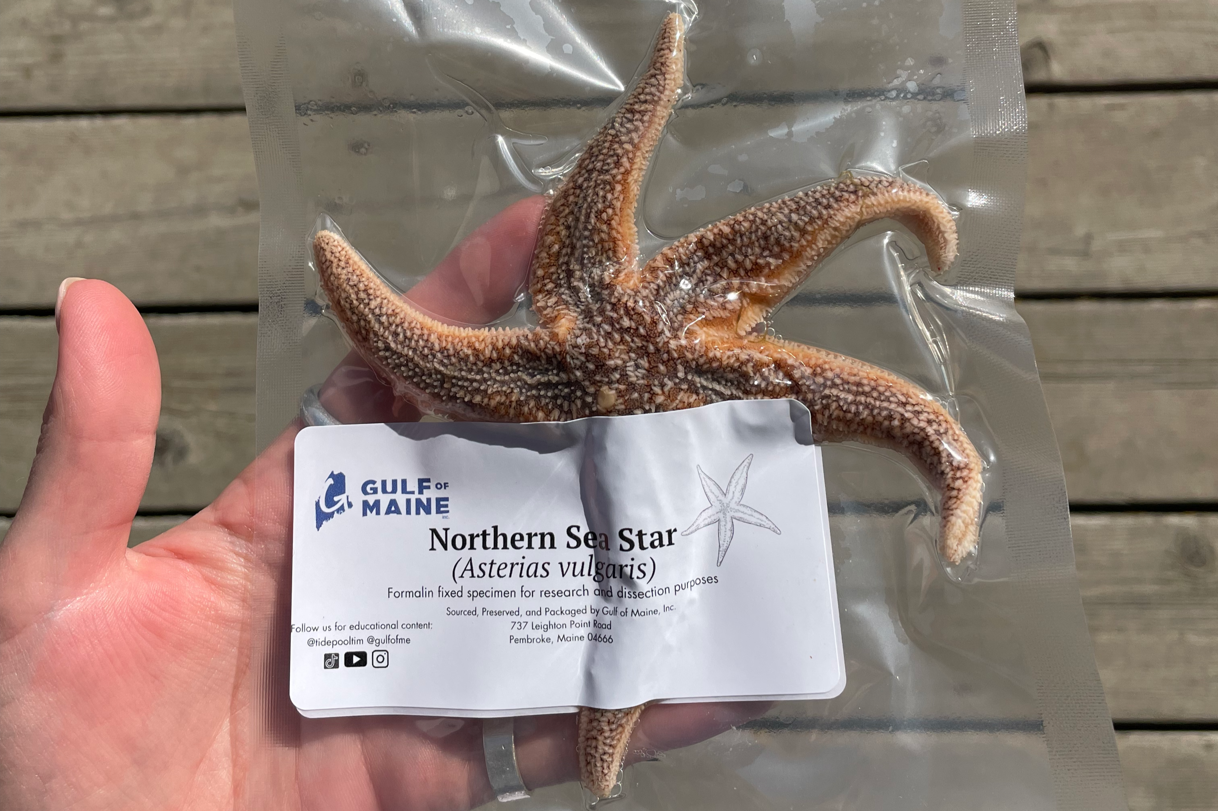 Hand holding preserved Northern sea star specimen used for homeschool science dissection
