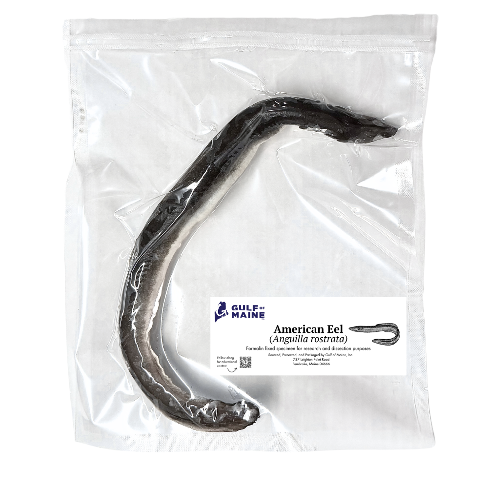 Preserved American Eel (Anguilla rostrata) – Marine Vertebrate Specimen