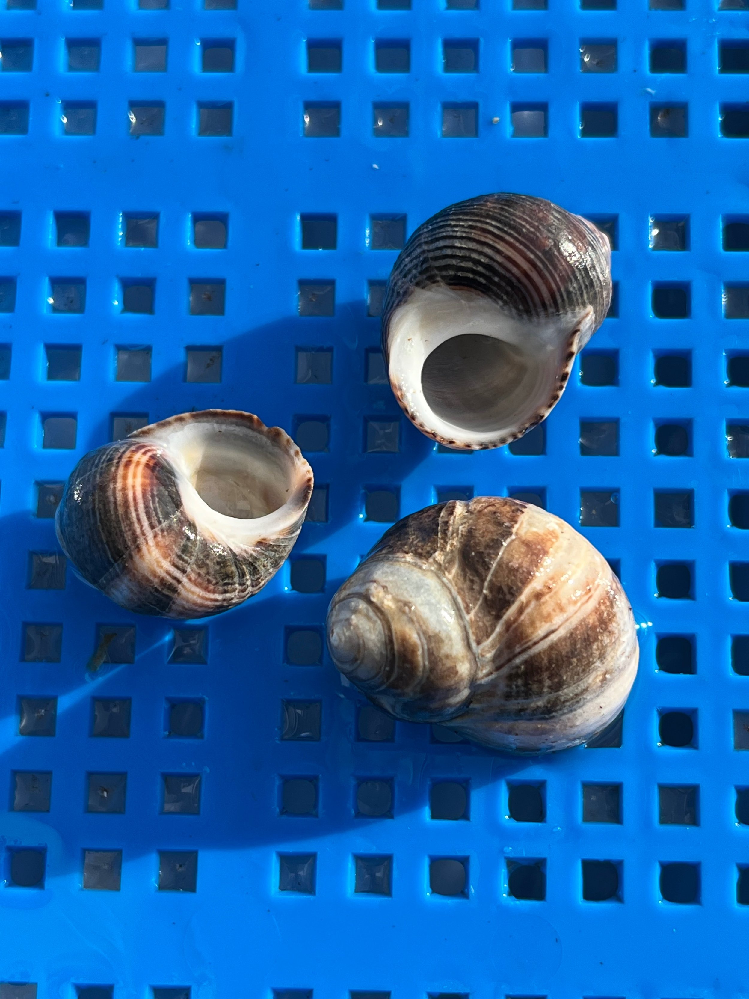 Perwinkle Shell.jpg