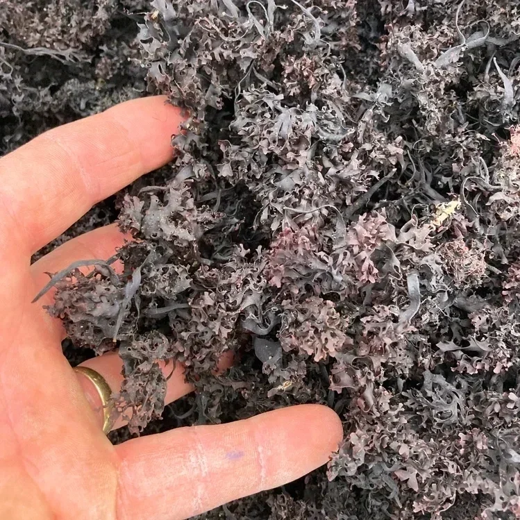 Purple%252BChondrus%252Bcrispus%252Bseaweed%25252C%252Bdried.webp