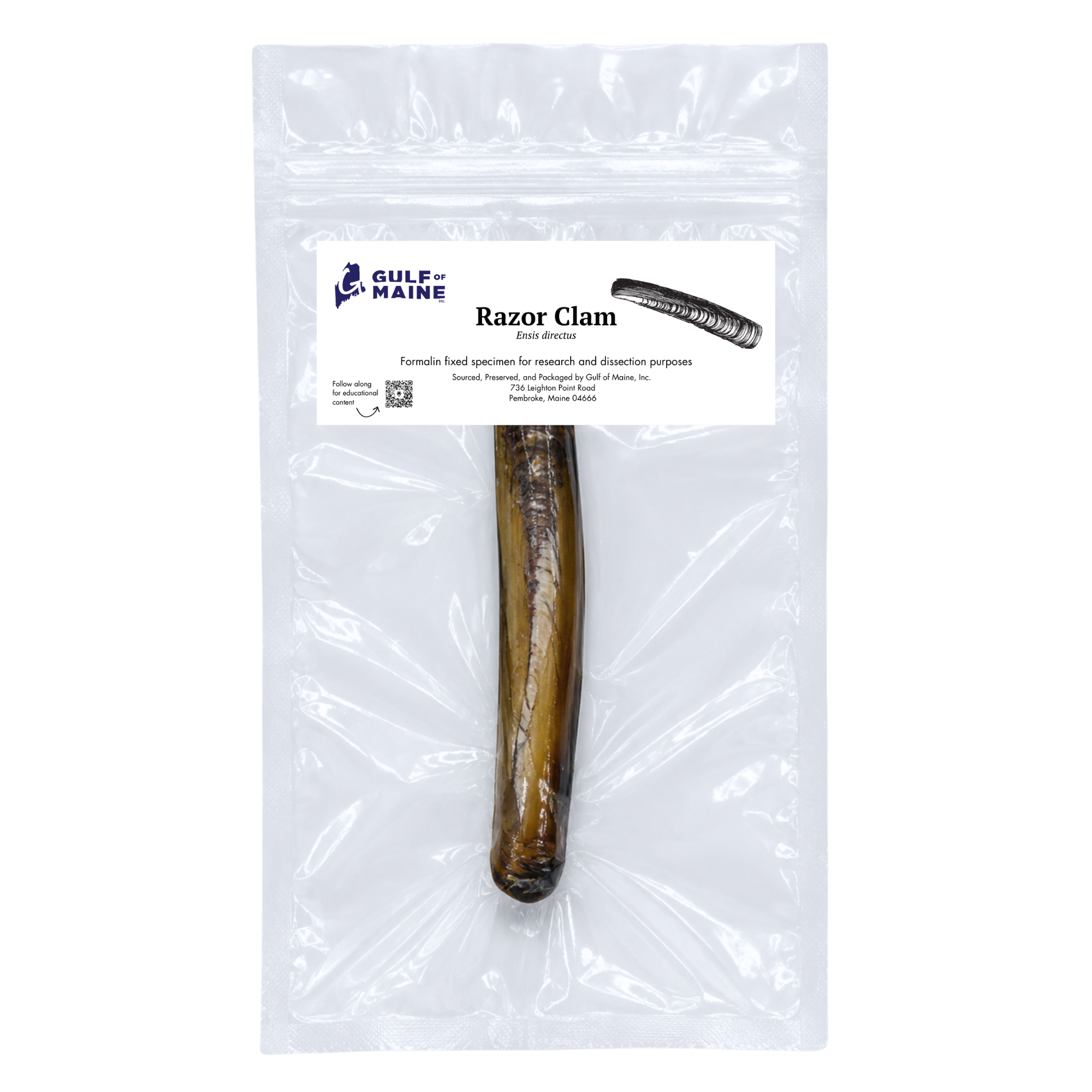 Preserved Razor Clam (Ensis directus) – Marine Invertebrate Specimen
