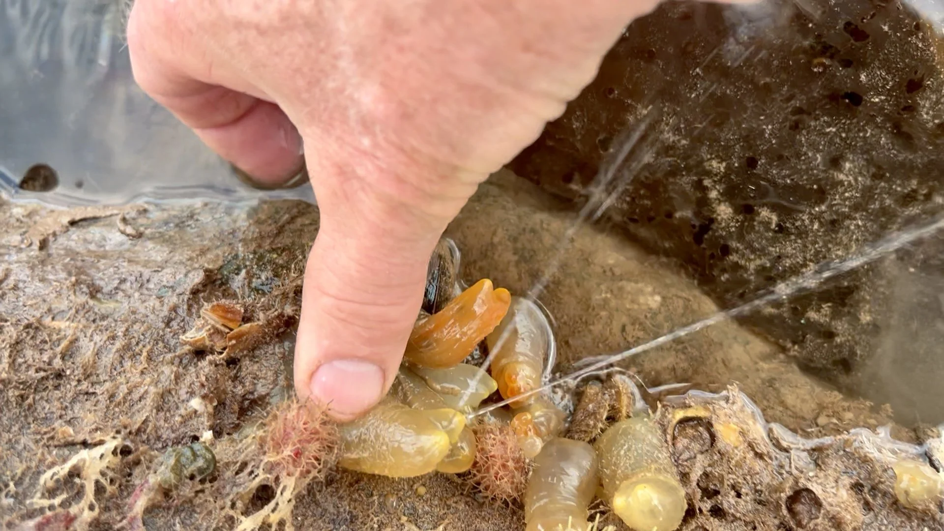 Sea squirts attached to a rock being examined by hand in a Maine tidepool.