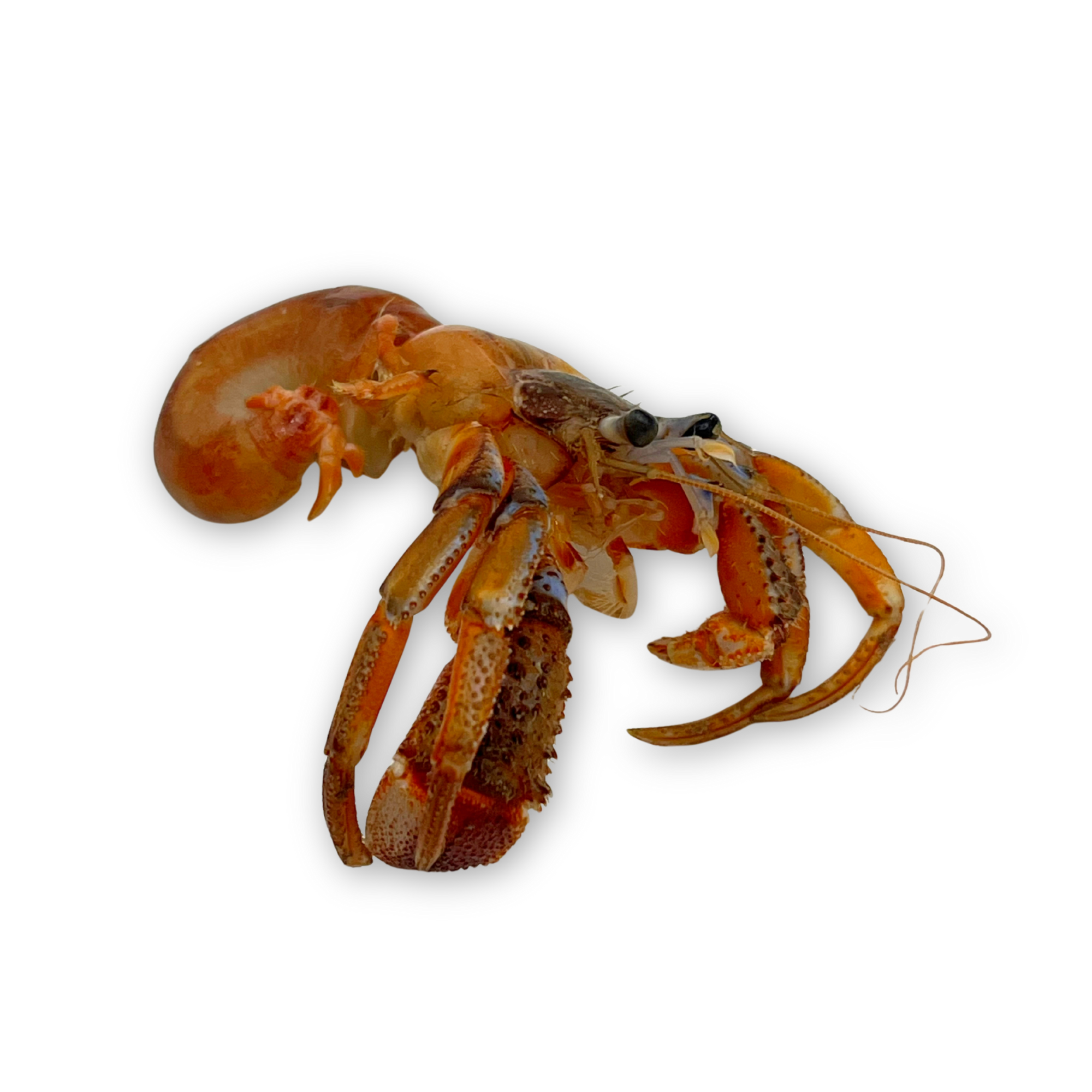 Preserved Acadian Hermit Crab (Pagurus acadianus) – Marine Invertebrate Specimen Out of shell