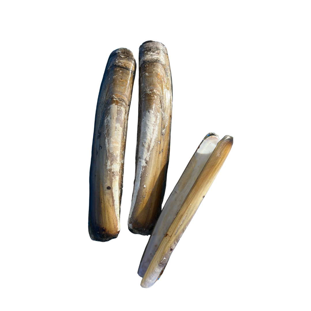 Razor Clam Shells | Natural Sun-Bleached Seashells from Maine