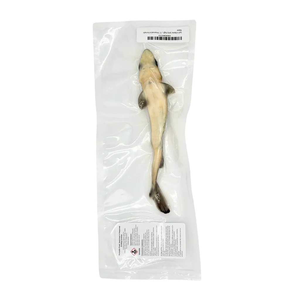Underside of a preserved spiny dogfish shark in a vac-sealed back ready for dissection