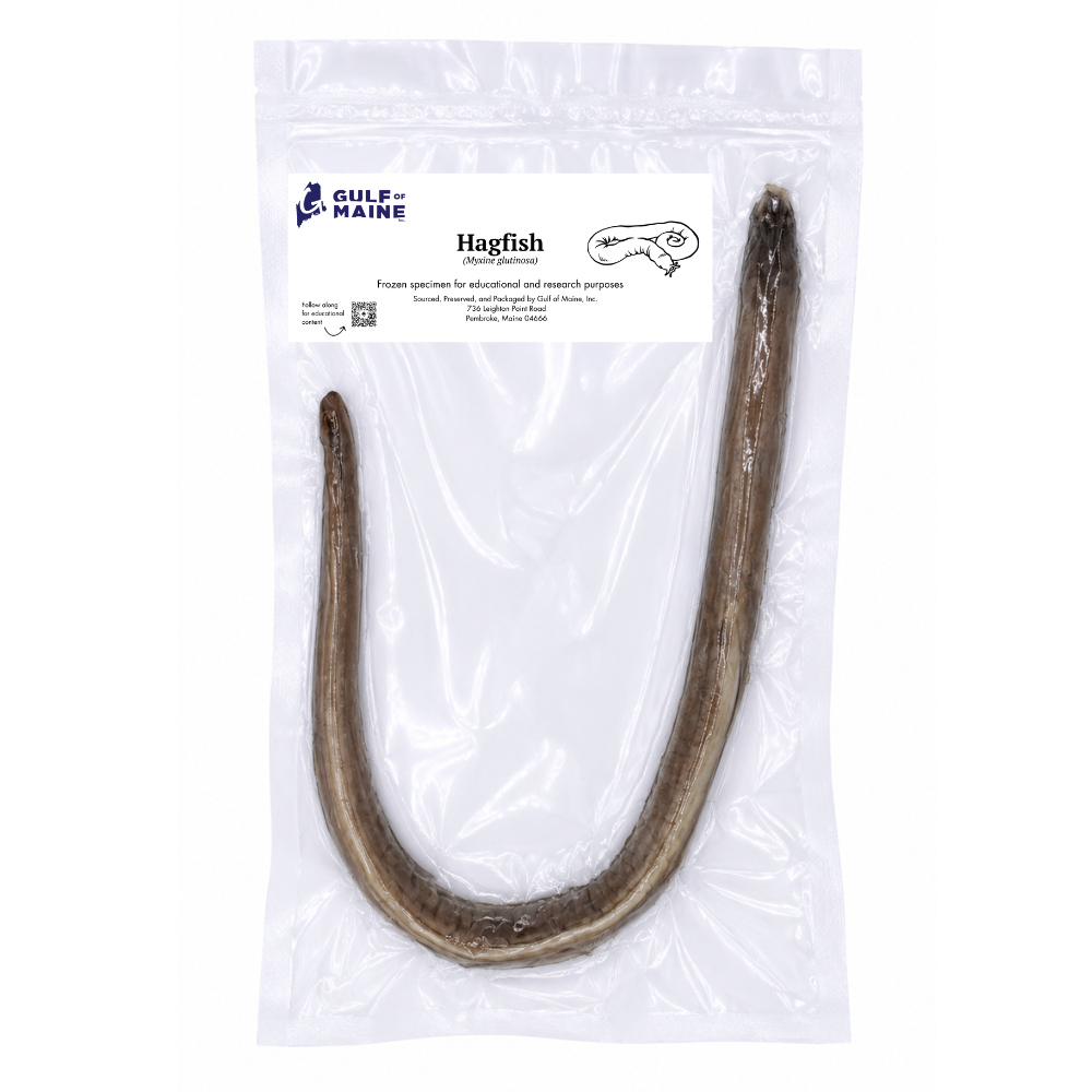 Preserved Atlantic Hagfish (Myxine glutinosa) – Marine Study Specimen