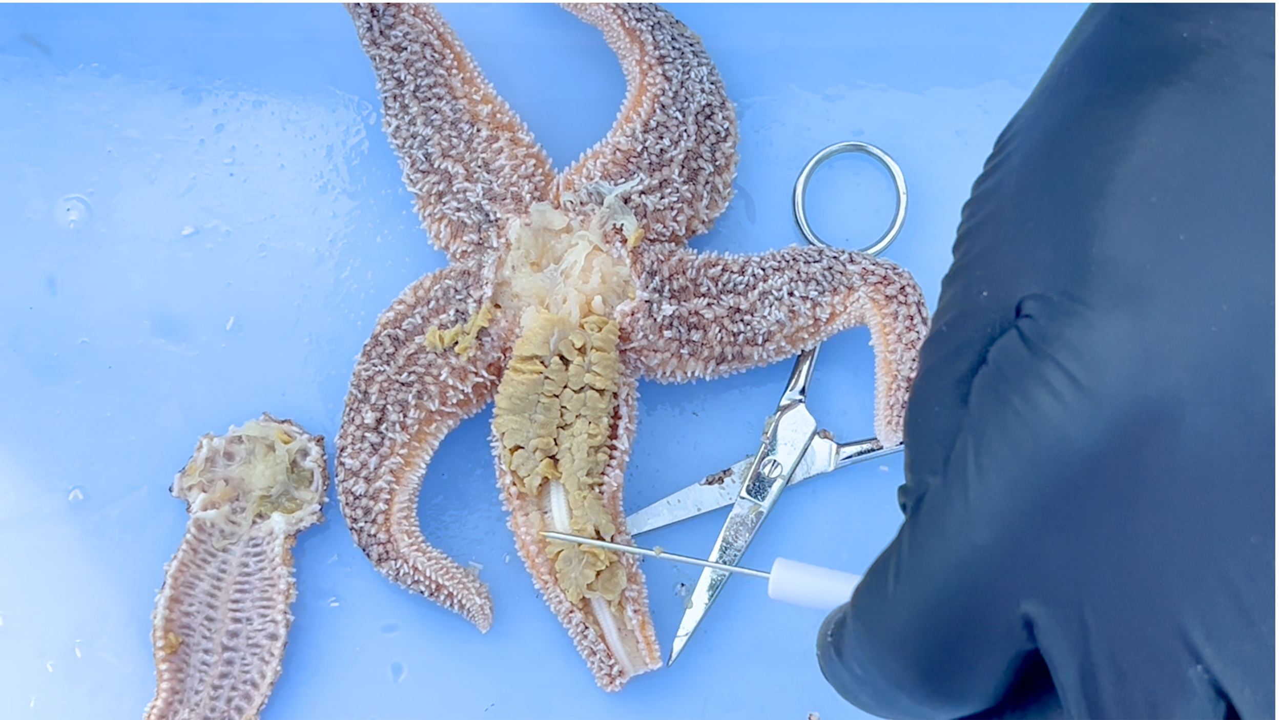 Northern sea star dissection showing internal anatomy including digestive gland and radial canal
