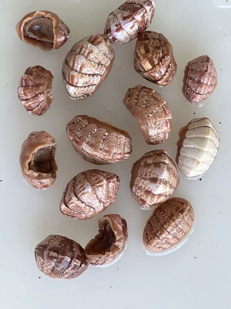 Preserved chiton shell structure