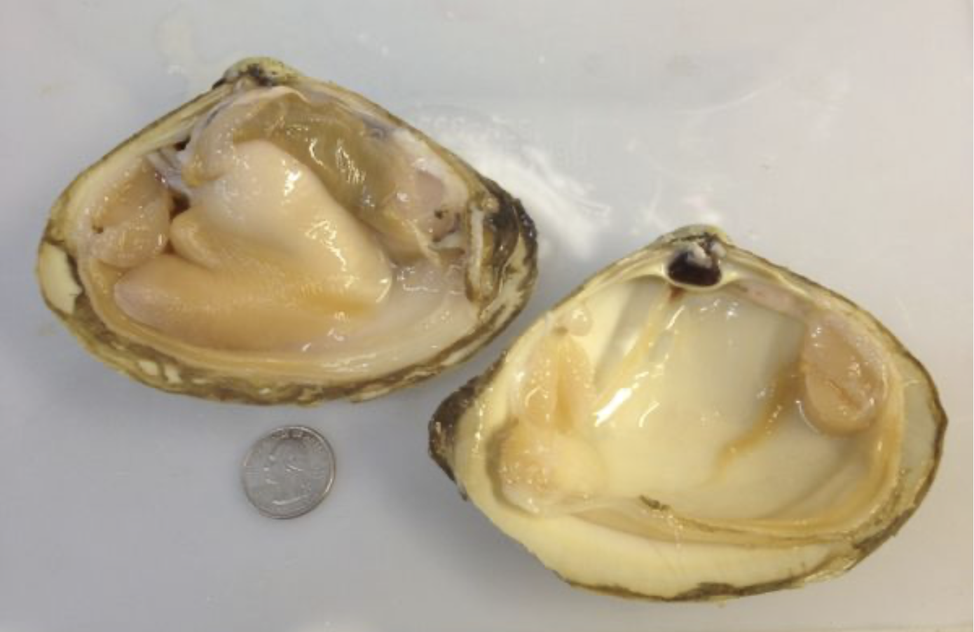 Frozen Surf Clams