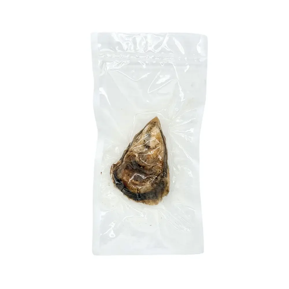 Preserved American Oyster (Crassostrea virginica) – Marine Specimen