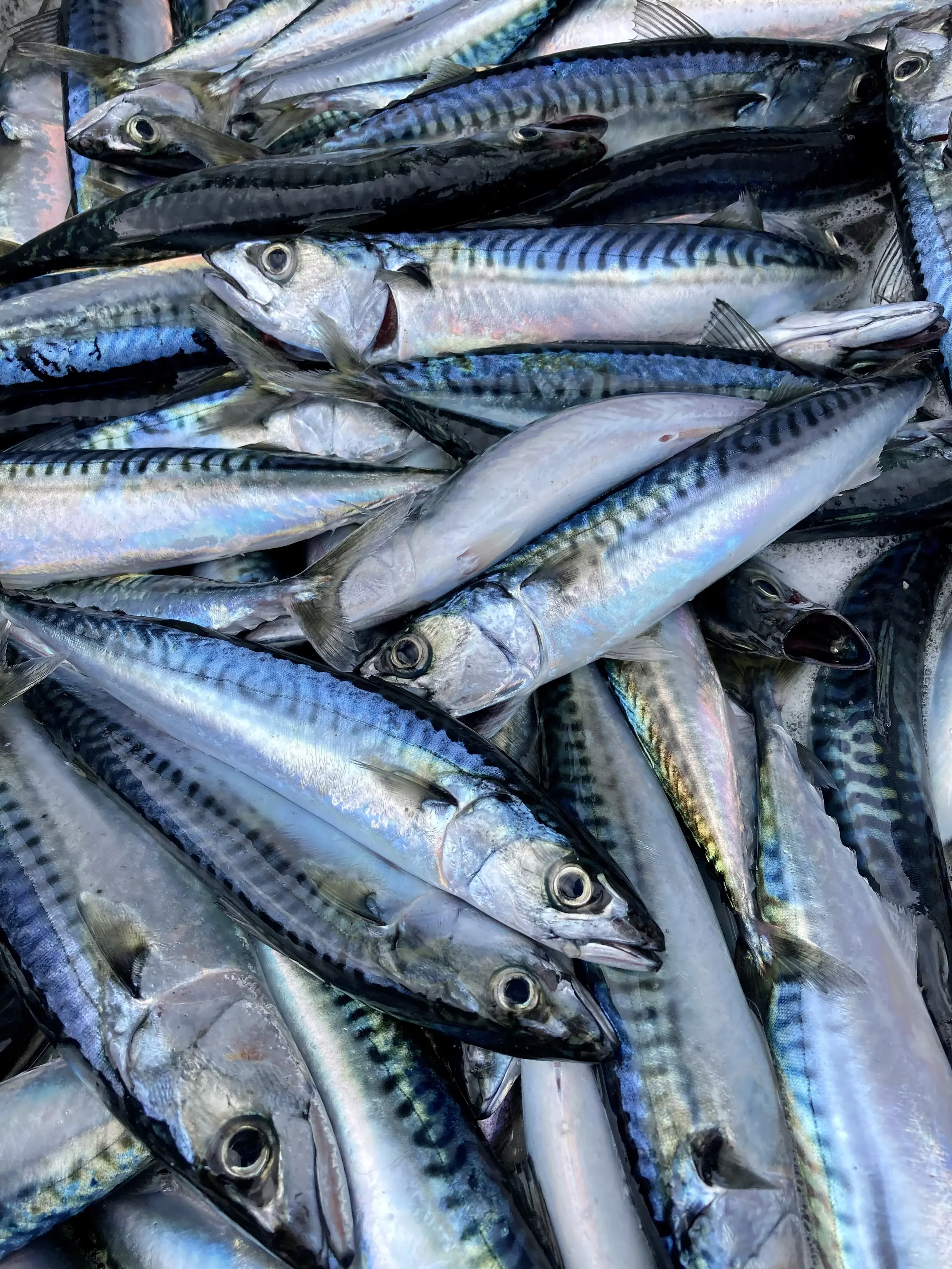 Frozen Bait Mackerel (3 pack)