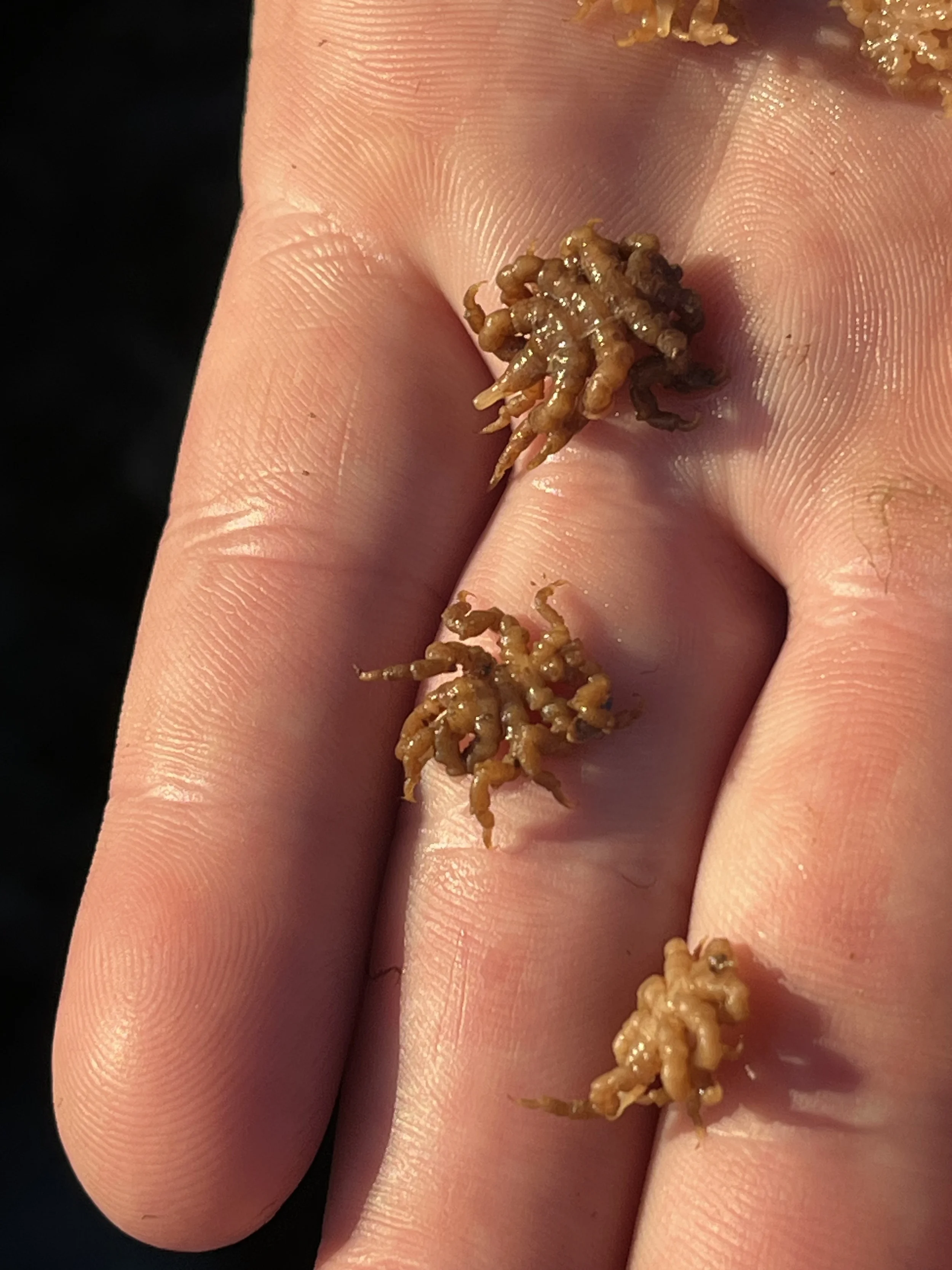 Anemone Sea Spider (Pycnogonium spp.)