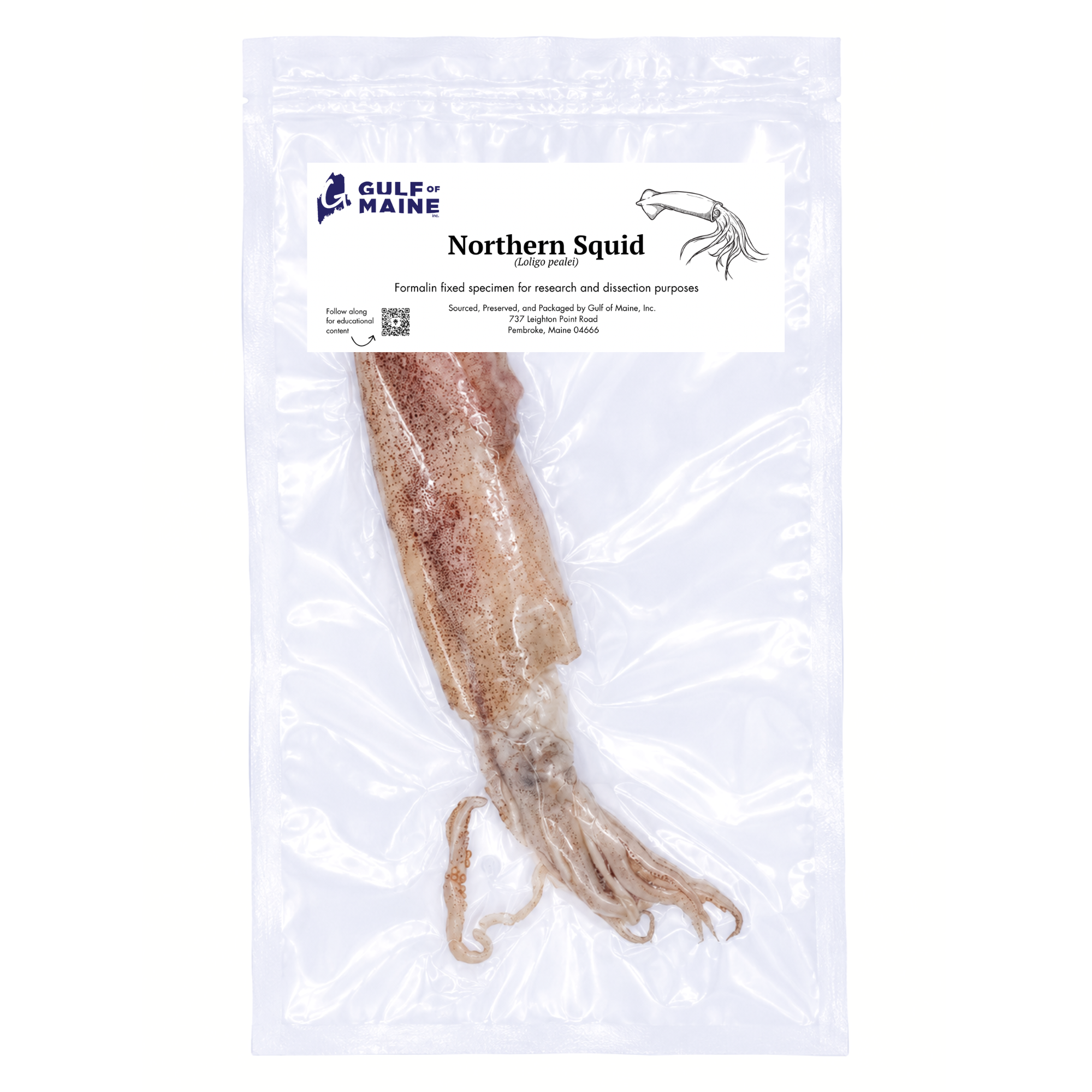 Preserved Squid (Loligo or Illex spp.) – Marine Invertebrate Specimen