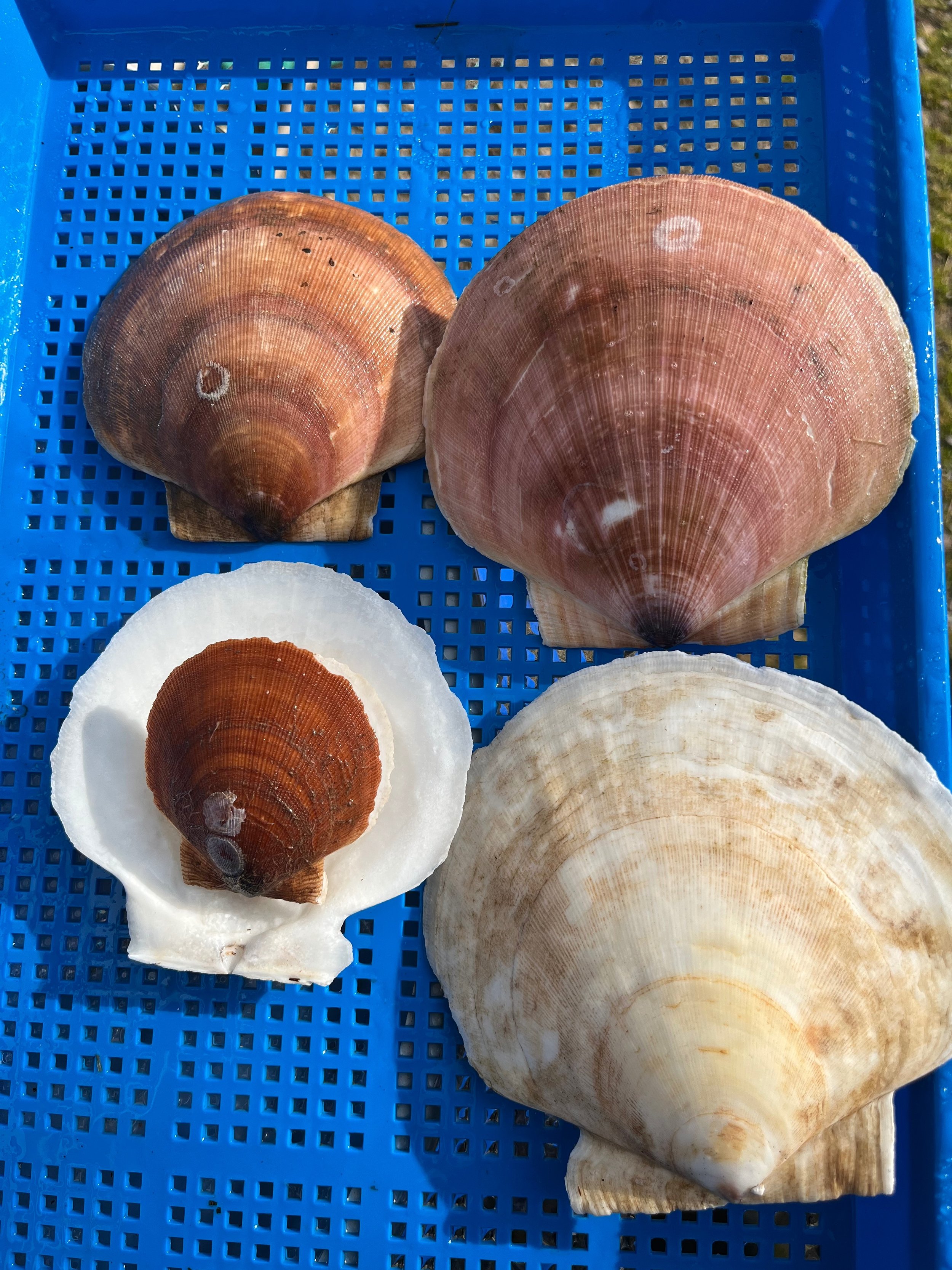 Scallop Shells.jpg