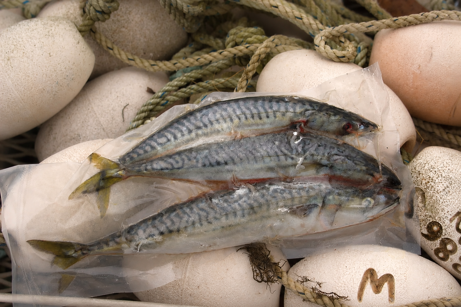 frozen mackerel bait (3-pack) on top of fishing rope