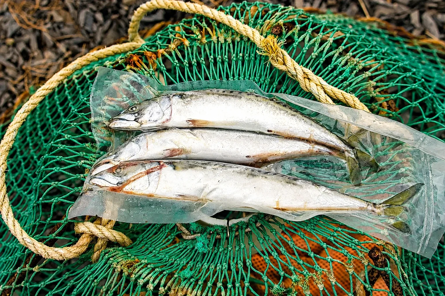 Frozen Bait Mackerel (3 pack) package laid out on a net