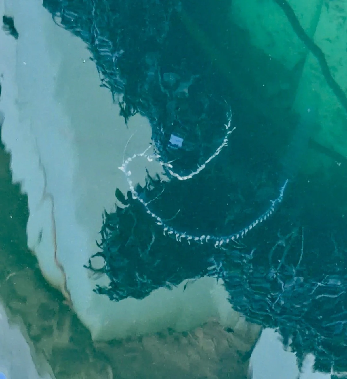 Siphonophora (Siphonophore spp.)